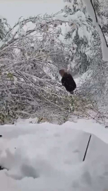 Bursa’da ağacın elektrik direğinin üzerine devrilmesi kesintiye yol açtı