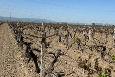 Manisa Büyükşehir'den üreticiye 'zirai don' desteği