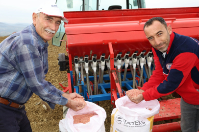 Kocaeli'nin hibeli tohumları toprakla buluştu