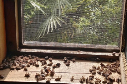 Sakaryalı akademisyenin feromonu esarete 'ilaç' oldu... Binlerce kokarcanın istila kabusunu TUTSAK'la bitirdi