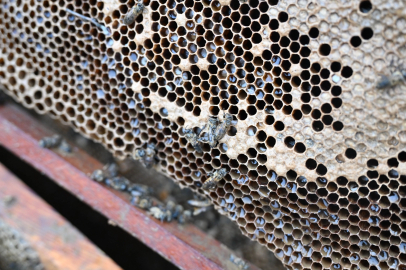 Manisa'da sel mağduru arıcıya destek